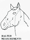 How to Measure Halter